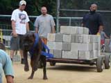 Canine Weight Pull