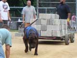 Canine Weight Pull