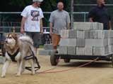 Canine Weight Pull