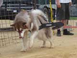 Canine Weight Pull