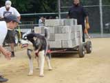 Canine Weight Pull