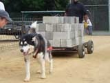 Canine Weight Pull