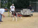 Canine Weight Pull