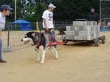 Canine Weight Pull