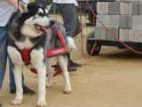 Canine Weight Pull