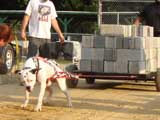 Canine Weight Pull