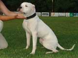 Canine Weight Pull