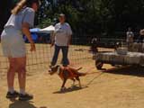 Canine Weight Pull
