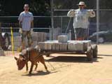 Canine Weight Pull