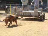 Canine Weight Pull