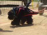 Canine Weight Pull