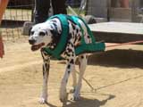 Canine Weight Pull