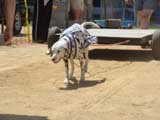 Canine Weight Pull
