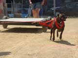 Canine Weight Pull