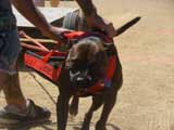 Canine Weight Pull