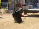 Canine Weight Pull