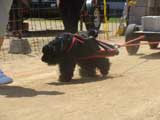 Canine Weight Pull
