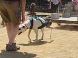 Canine Weight Pull