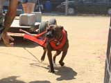 Canine Weight Pull