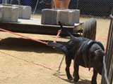 Canine Weight Pull