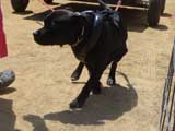 Canine Weight Pull