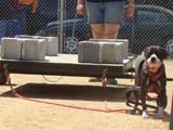 Canine Weight Pull