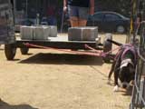 Canine Weight Pull
