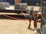 Canine Weight Pull