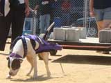 Canine Weight Pull