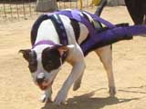 Canine Weight Pull
