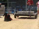 Canine Weight Pull