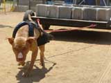 Canine Weight Pull
