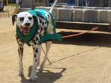 Canine Weight Pull