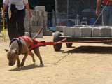 Canine Weight Pull