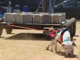 Canine Weight Pull