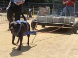 Canine Weight Pull