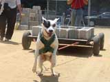 Canine Weight Pull
