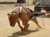 Canine Weight Pull