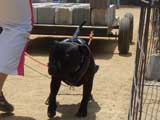 Canine Weight Pull