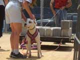Canine Weight Pull