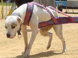 Canine Weight Pull