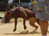 Canine Weight Pull