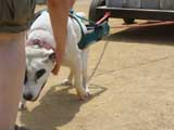 Canine Weight Pull