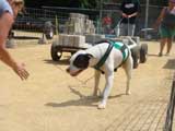 Canine Weight Pull