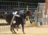 Canine Weight Pull
