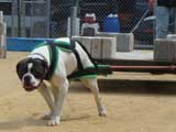Canine Weight Pull