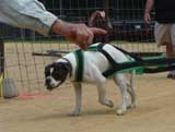 Canine Weight Pull