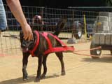 Canine Weight Pull