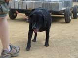 Canine Weight Pull