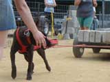 Canine Weight Pull